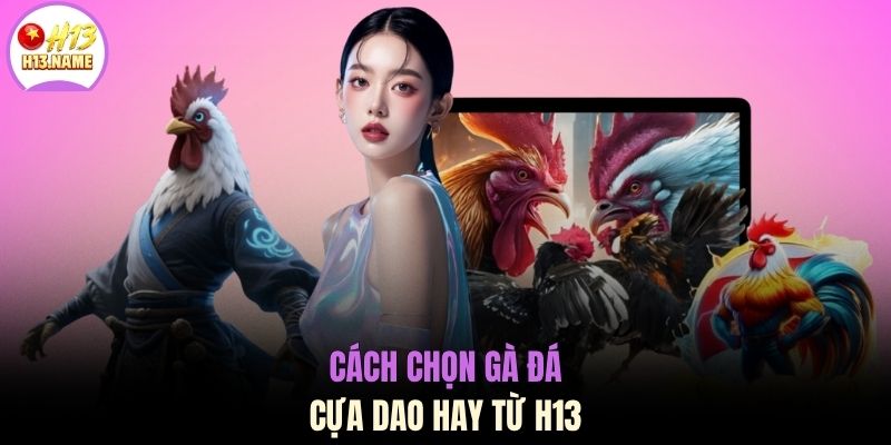 Cách chọn gà đá cựa dao hay từ H13